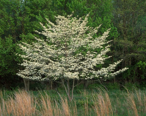 Flowering Dogwood 2, Great Swamp National Wildlife Refuge, NJ (MF).jpg Flowering Dogwood 2, Great Swamp National Wildlife Refuge, NJ (MF).jpg